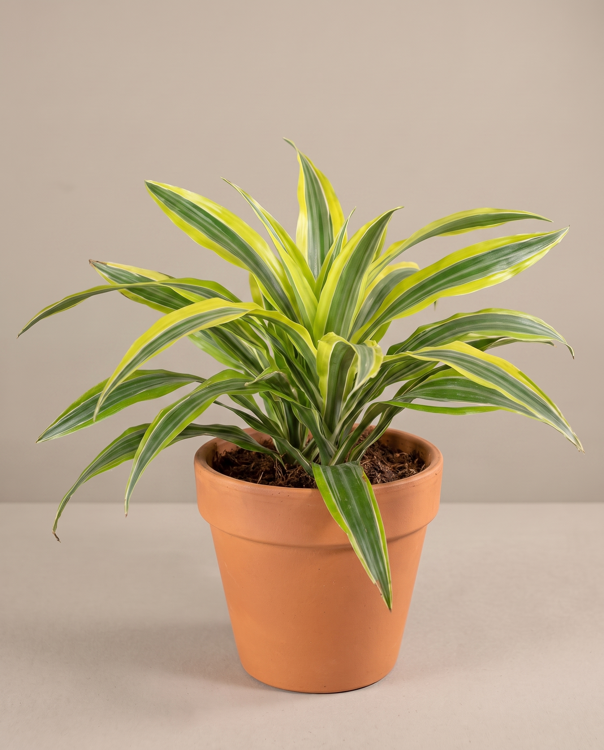 Lemon Lime Dracaena in a 4-inch grow pot, three-quarter studio