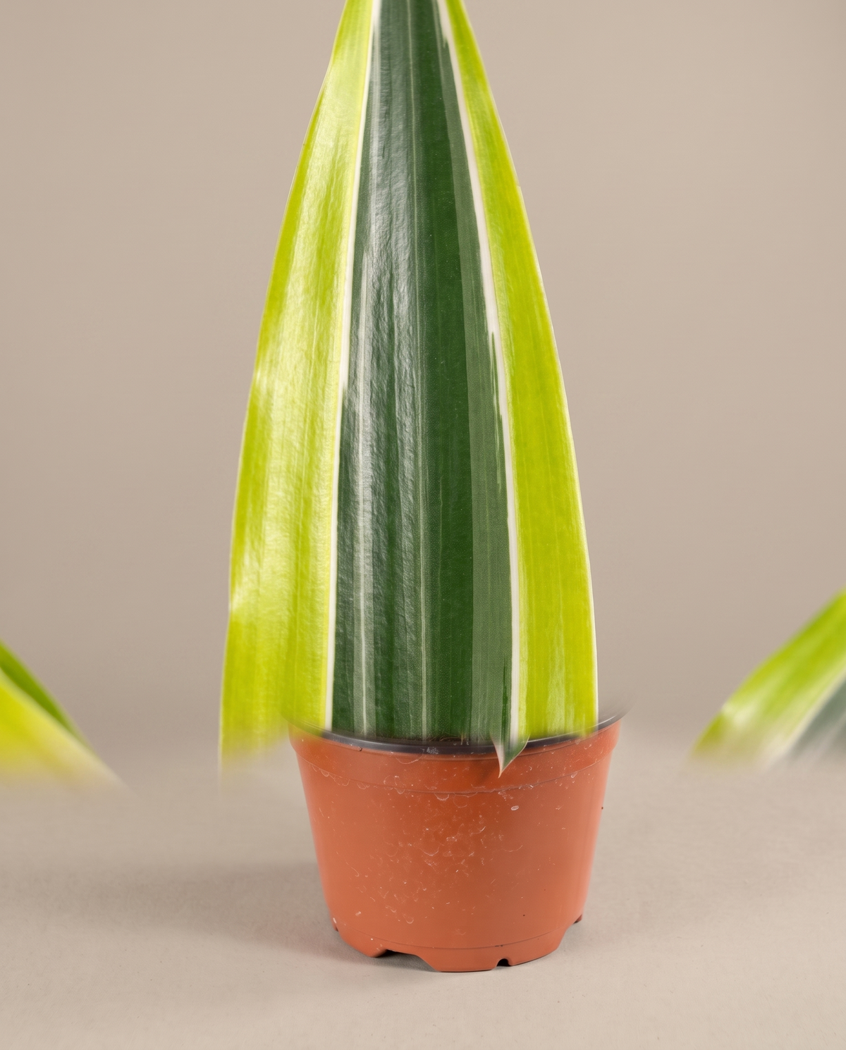 Lemon Lime Dracaena strap leaf, green center and lime margin
