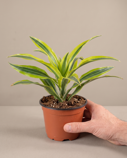 Hand beside a 4-inch Lemon Lime Dracaena in a grow pot