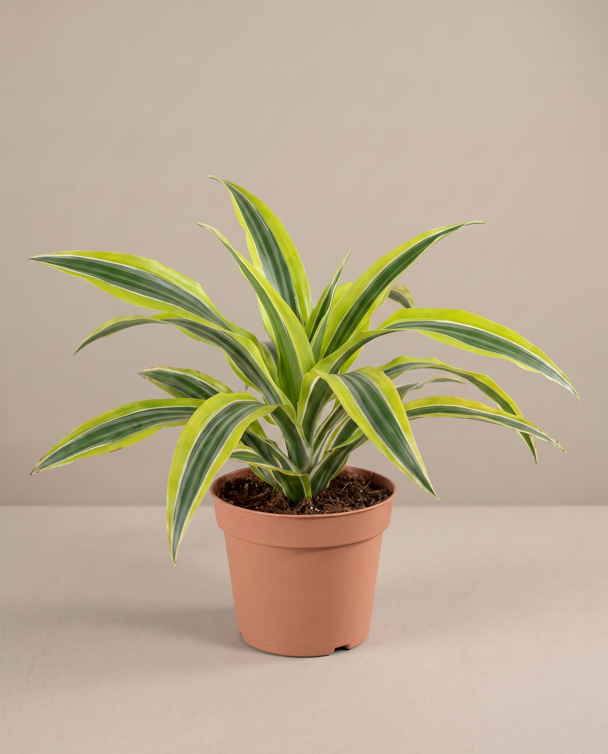 Lemon Lime Dracaena in a 4-inch grow pot, studio