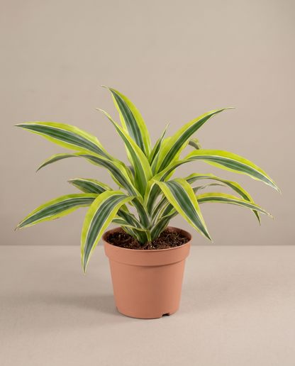 Lemon Lime Dracaena in a 4-inch grow pot, studio