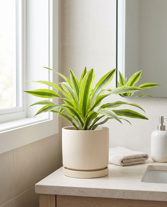 Lemon Lime Dracaena in a cream ceramic on a bathroom vanity
