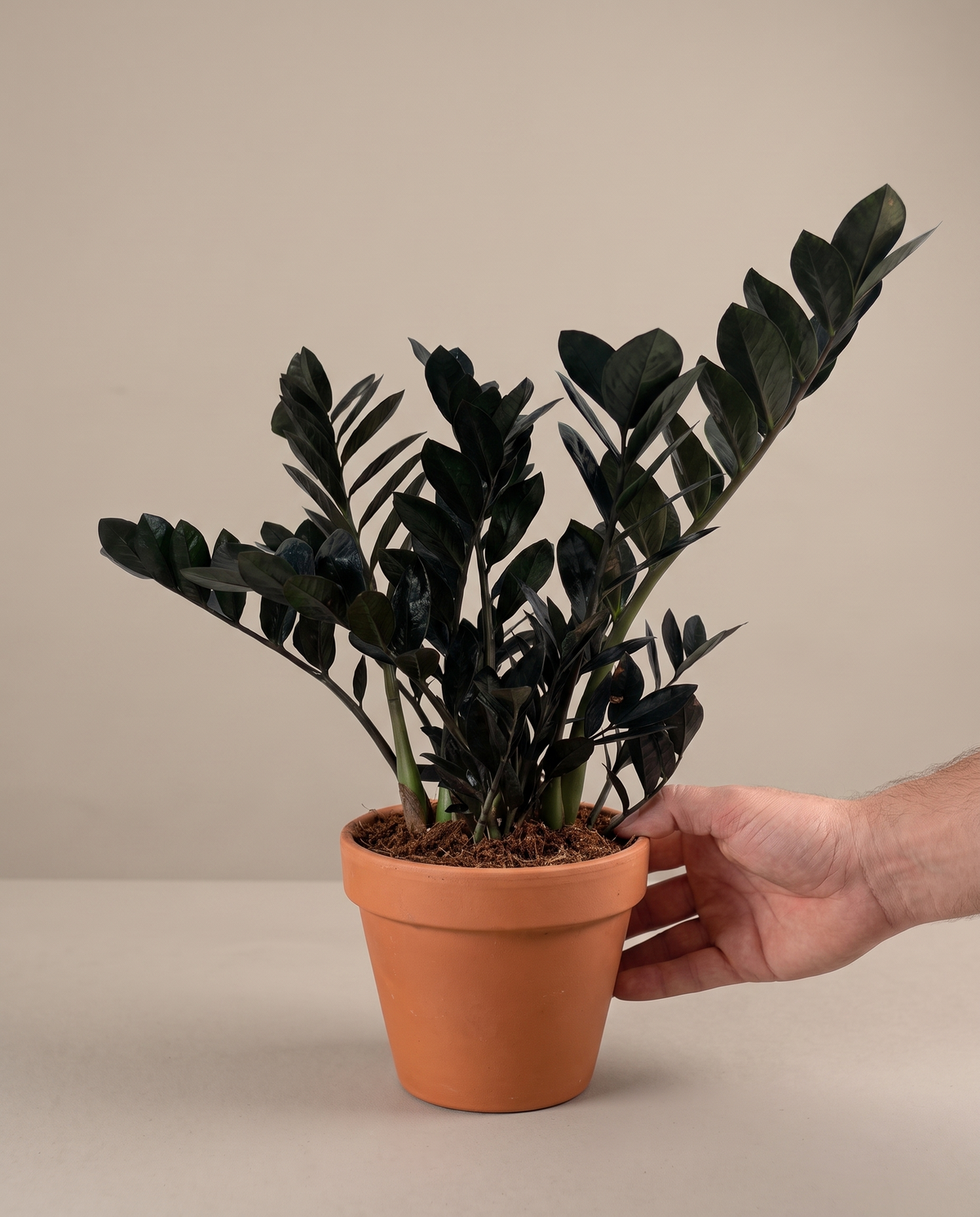 Hand beside a 5–6-inch Raven ZZ in a grow pot