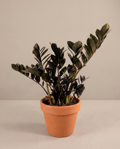 Raven ZZ in a 5–6-inch grow pot, three-quarter studio