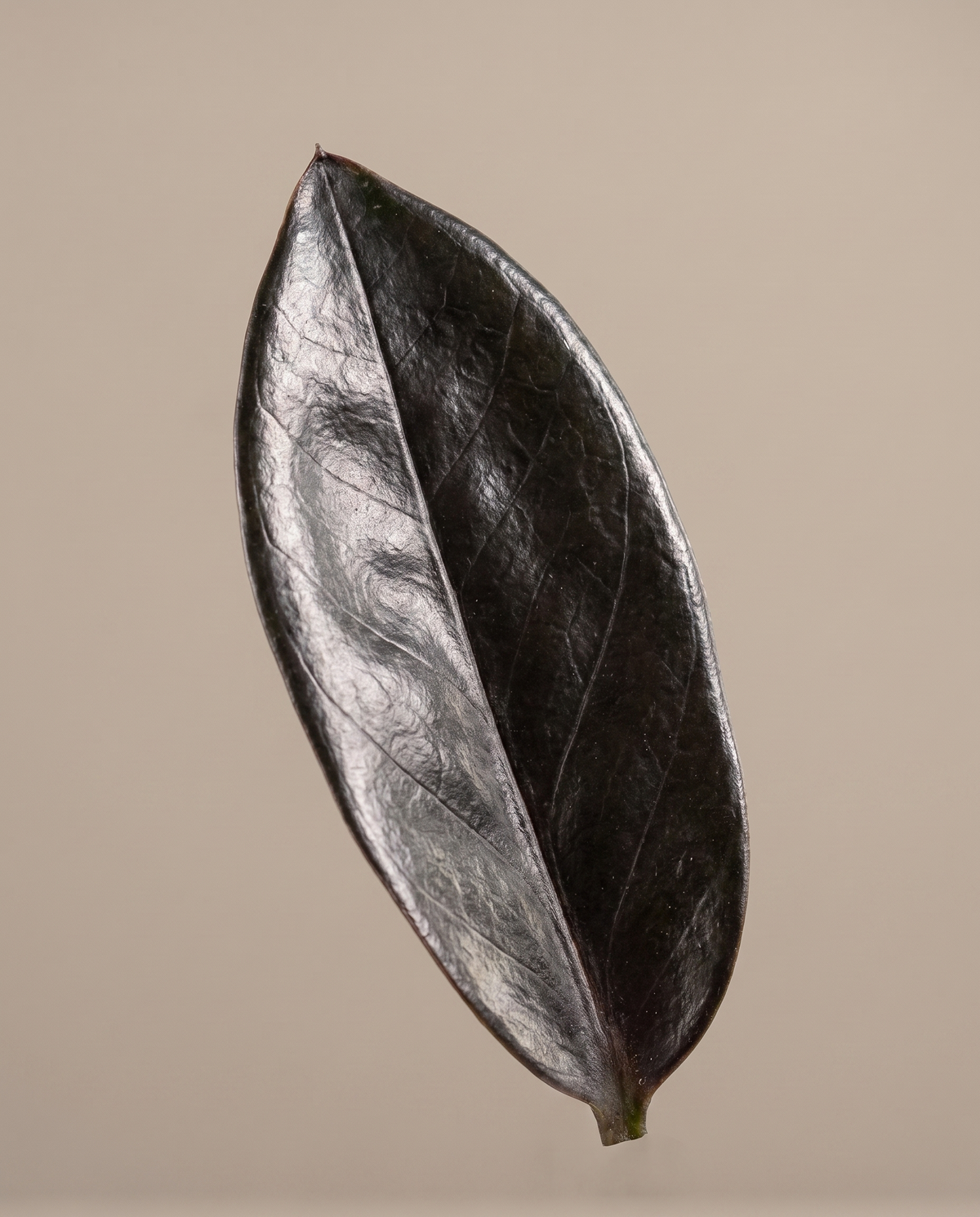 Near-black Raven ZZ leaflet, close-up