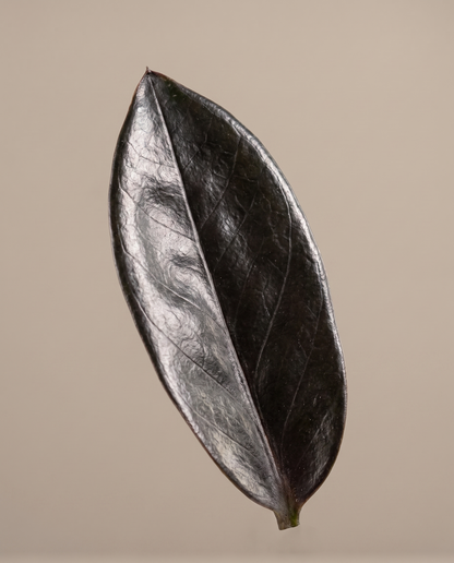 Near-black Raven ZZ leaflet, close-up