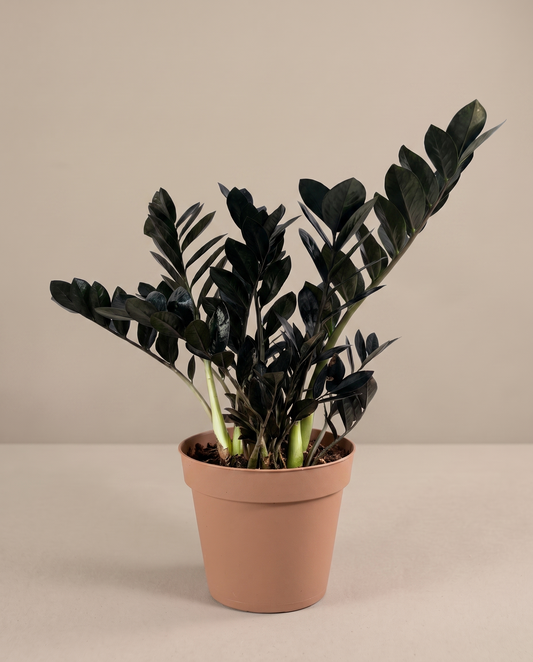 Raven ZZ in a 5–6-inch grow pot, studio, near-black leaves