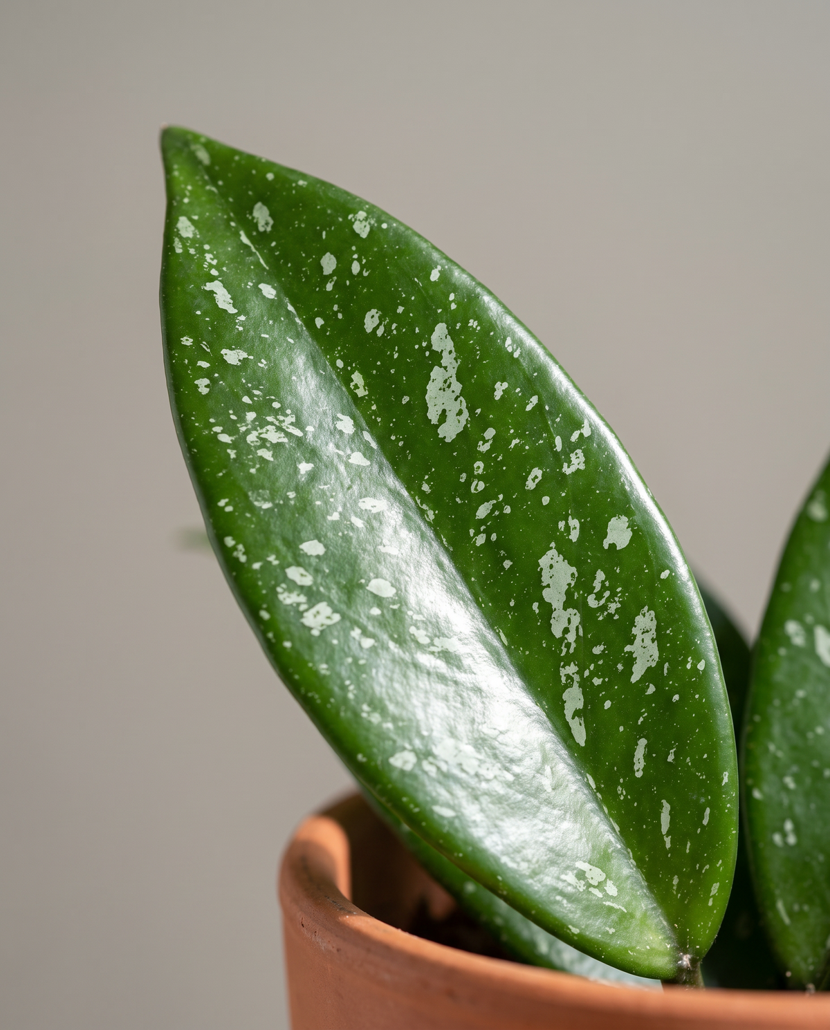 Assorted splash Hoya leaf, close-up