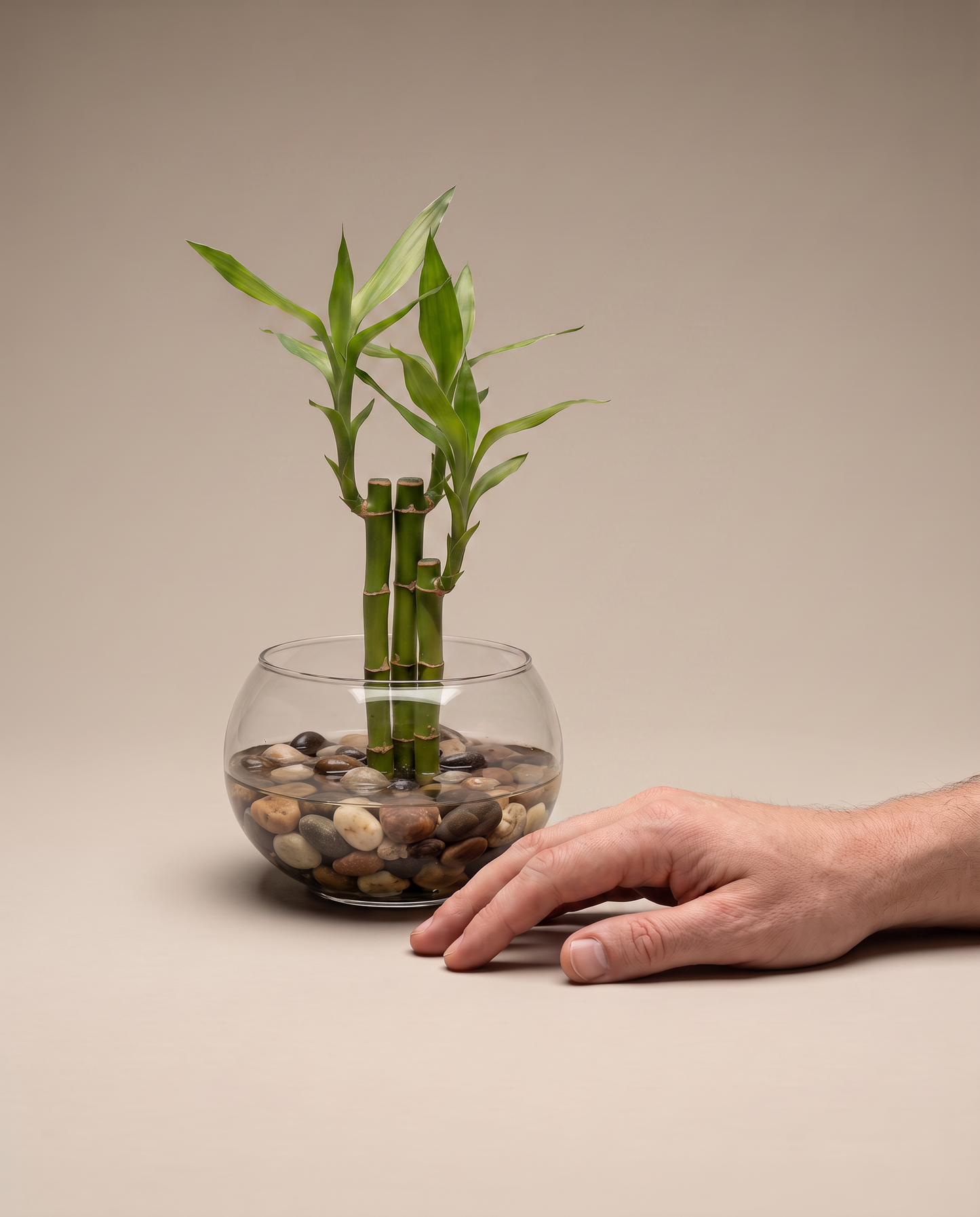 Lucky bamboo 3-stalk glass bowl, hand for scale