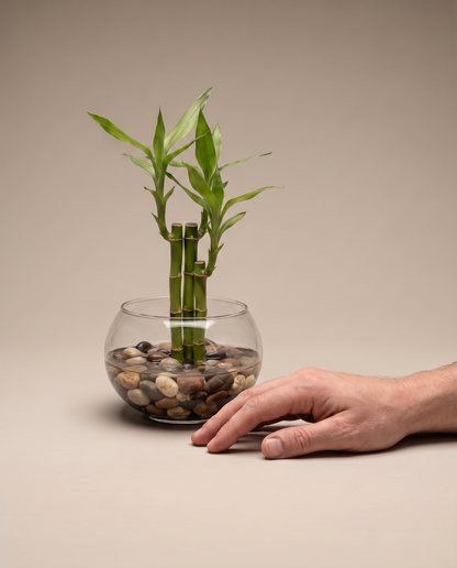 Lucky bamboo 3-stalk glass bowl, hand for scale