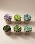 Echeveria – Assorted Succulent Bundle