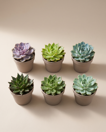 Six mixed echeveria in 2.25-inch grow pots, studio