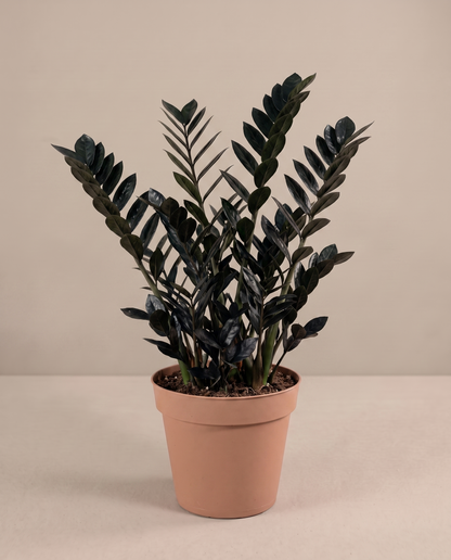 Large 8–10-inch Raven ZZ in a grow pot, studio