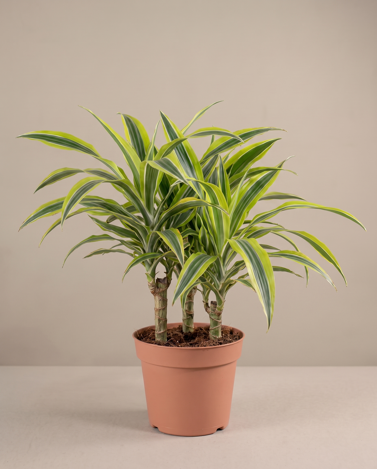 Extra-large 12–14-inch Lemon Lime Dracaena in a grow pot, studio