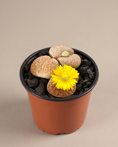 Lithops living stones in a 3.5–4-inch grow pot, studio, one bloom