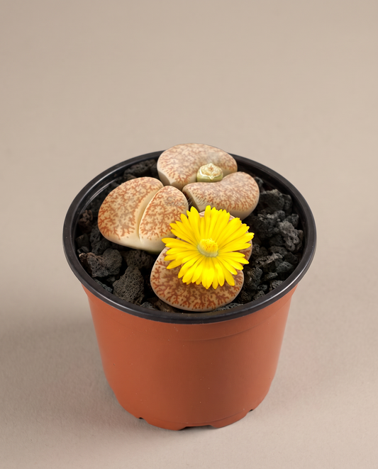 Lithops living stones in a 3.5–4-inch grow pot, studio, one bloom