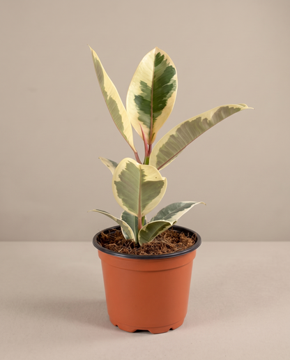 Variegated rubber plant in a 3.5–4-inch grow pot, studio, cream margins