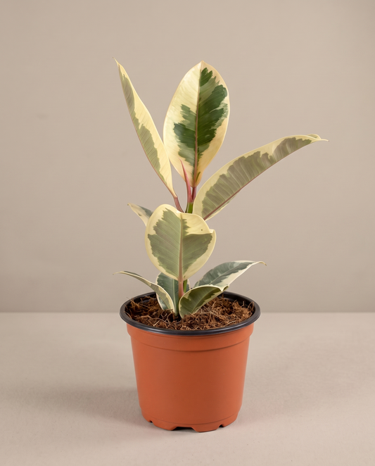 Variegated rubber plant in a 3.5–4-inch grow pot, studio, cream margins
