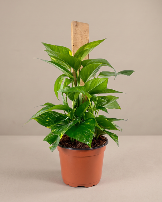 Devil's Ivy on a cedar plank in a 3.5–4-inch grow pot, studio