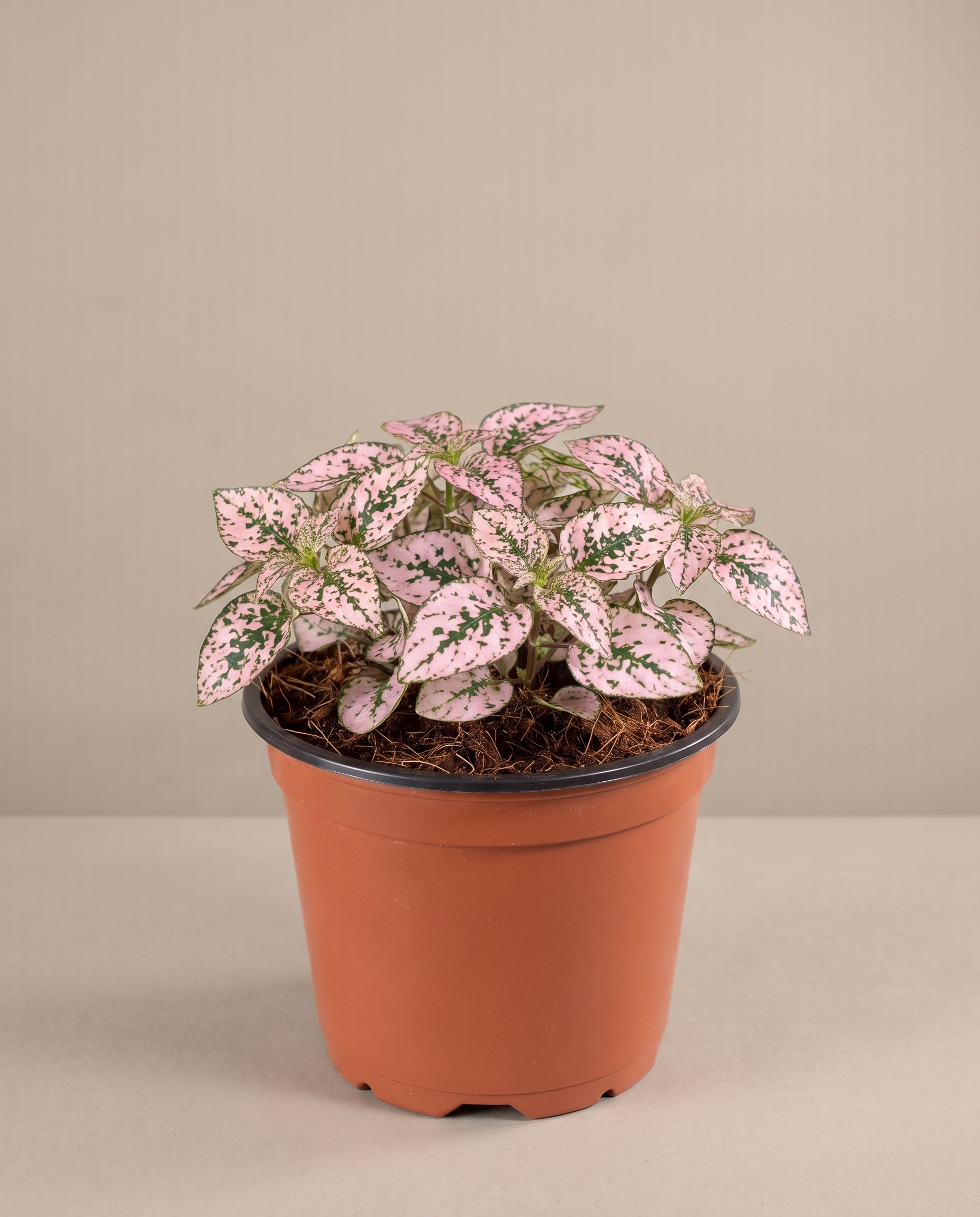 Polka Dot Plant in a 3.5–4-inch grow pot, studio, pink splash