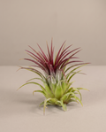 Tillandsia Ionantha – Giant Air Plant