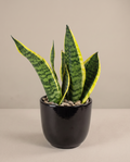 Sansevieria Sensa – Pre-Potted Snake Plant