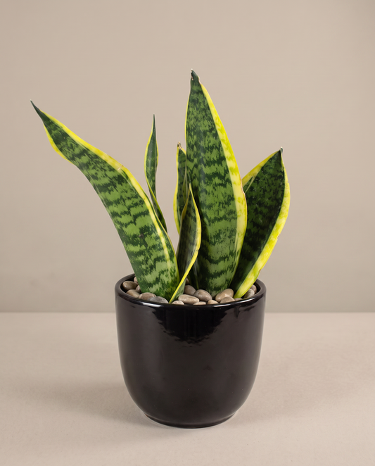 Sansevieria Sensa yellow-edge snake plant in glossy black ceramic, studio