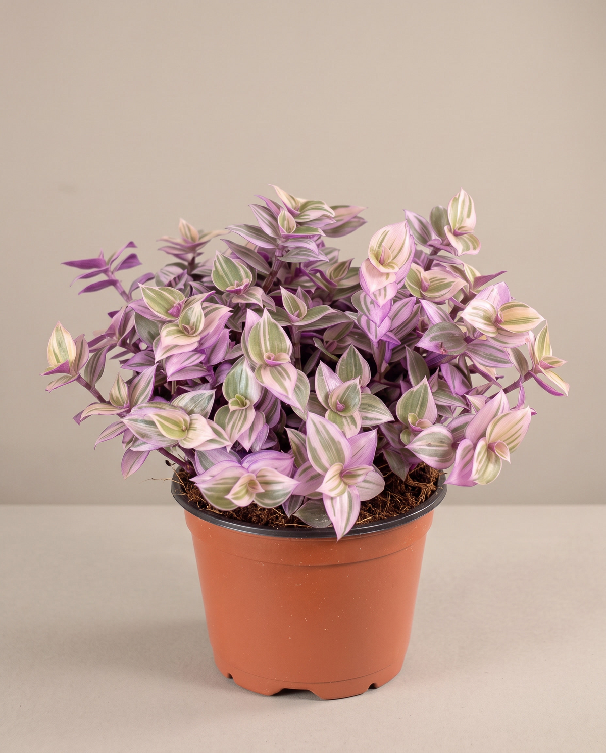 Pink Panther Tradescantia in a 3.5–4-inch grow pot, studio