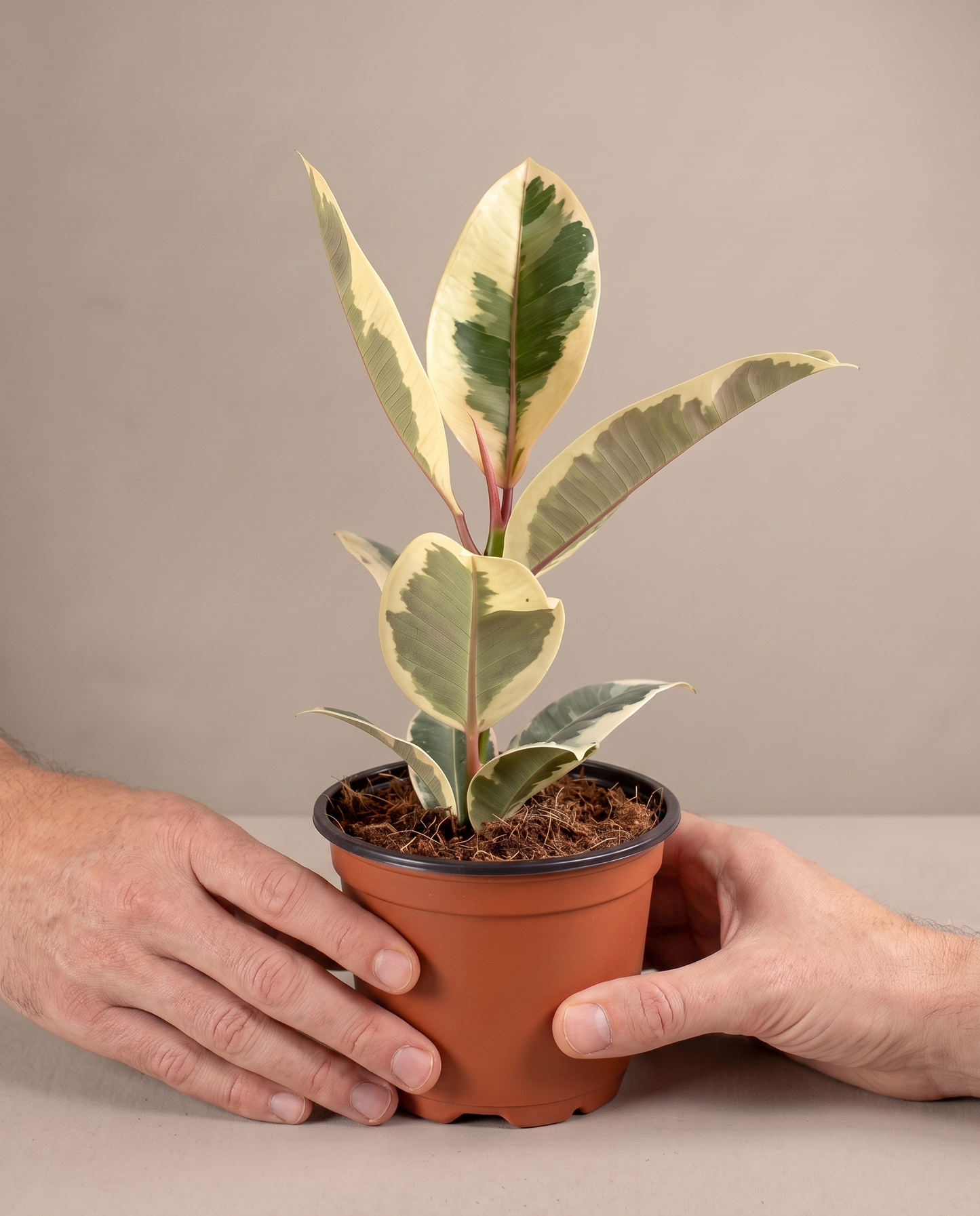 Hand beside a 3.5–4-inch variegated rubber in a grow pot