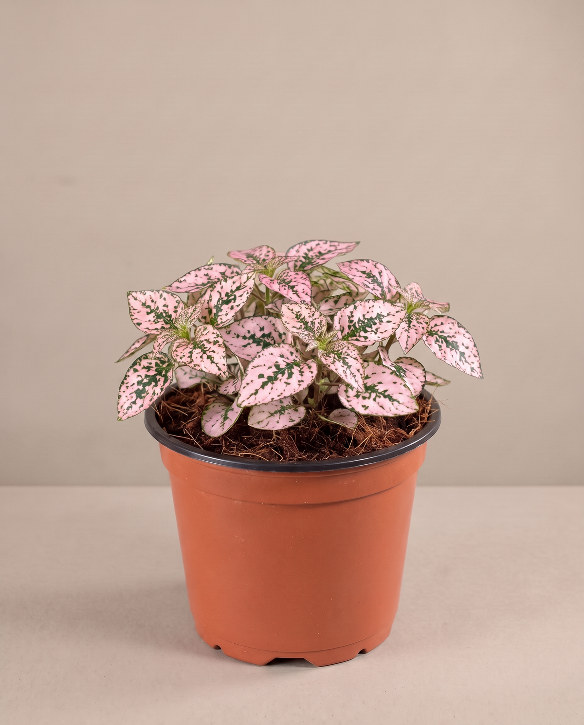Polka Dot Plant in a 3.5–4-inch grow pot, three-quarter studio