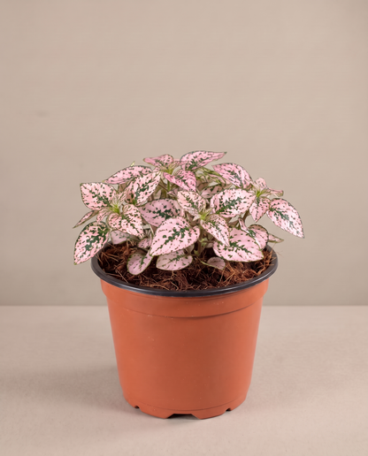 Polka Dot Plant in a 3.5–4-inch grow pot, three-quarter studio