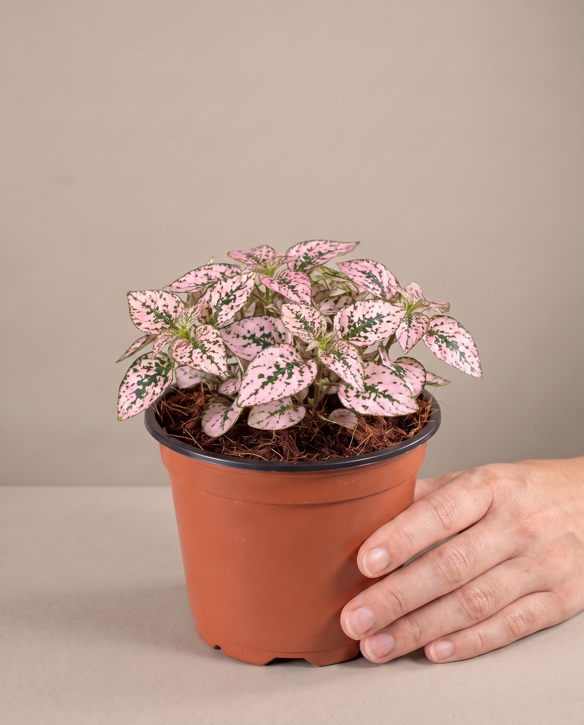 Hand beside a 3.5–4-inch Polka Dot Plant in a grow pot