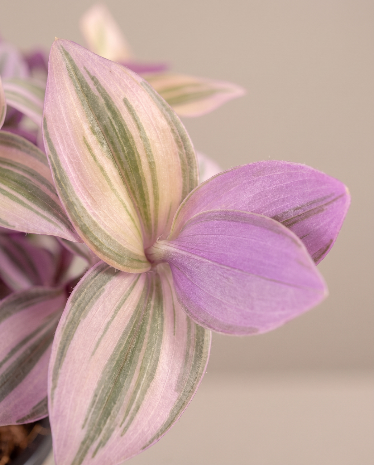 Pink Panther leaf face and lavender reverse, close-up