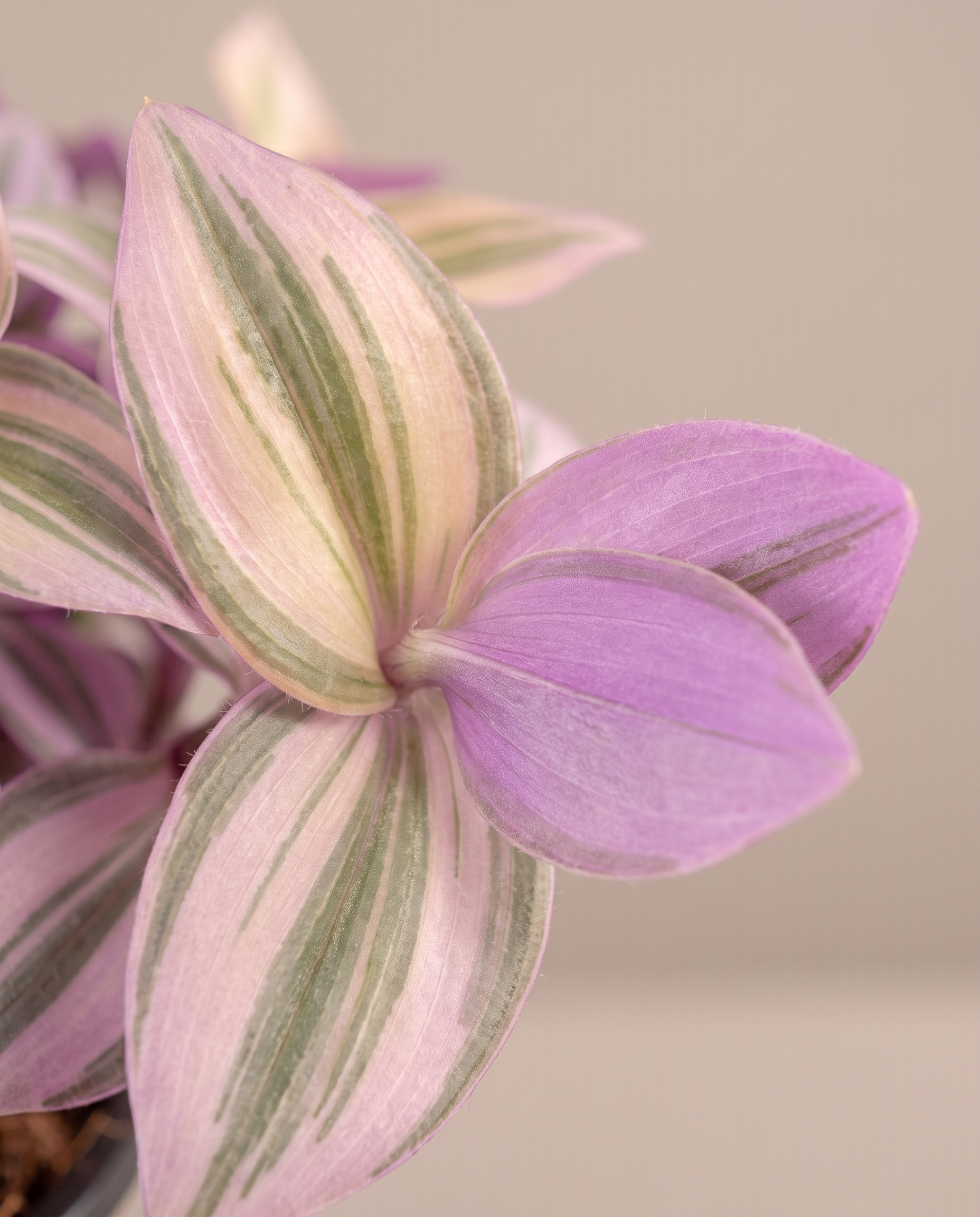 Pink Panther leaf face and lavender reverse, close-up