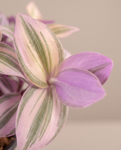 Pink Panther leaf face and lavender reverse, close-up