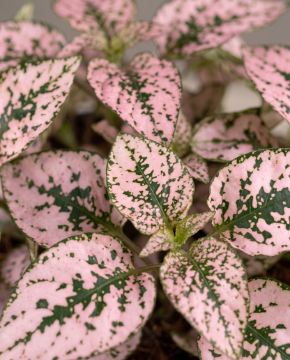 Polka Dot Plant pink-splash leaf close-up