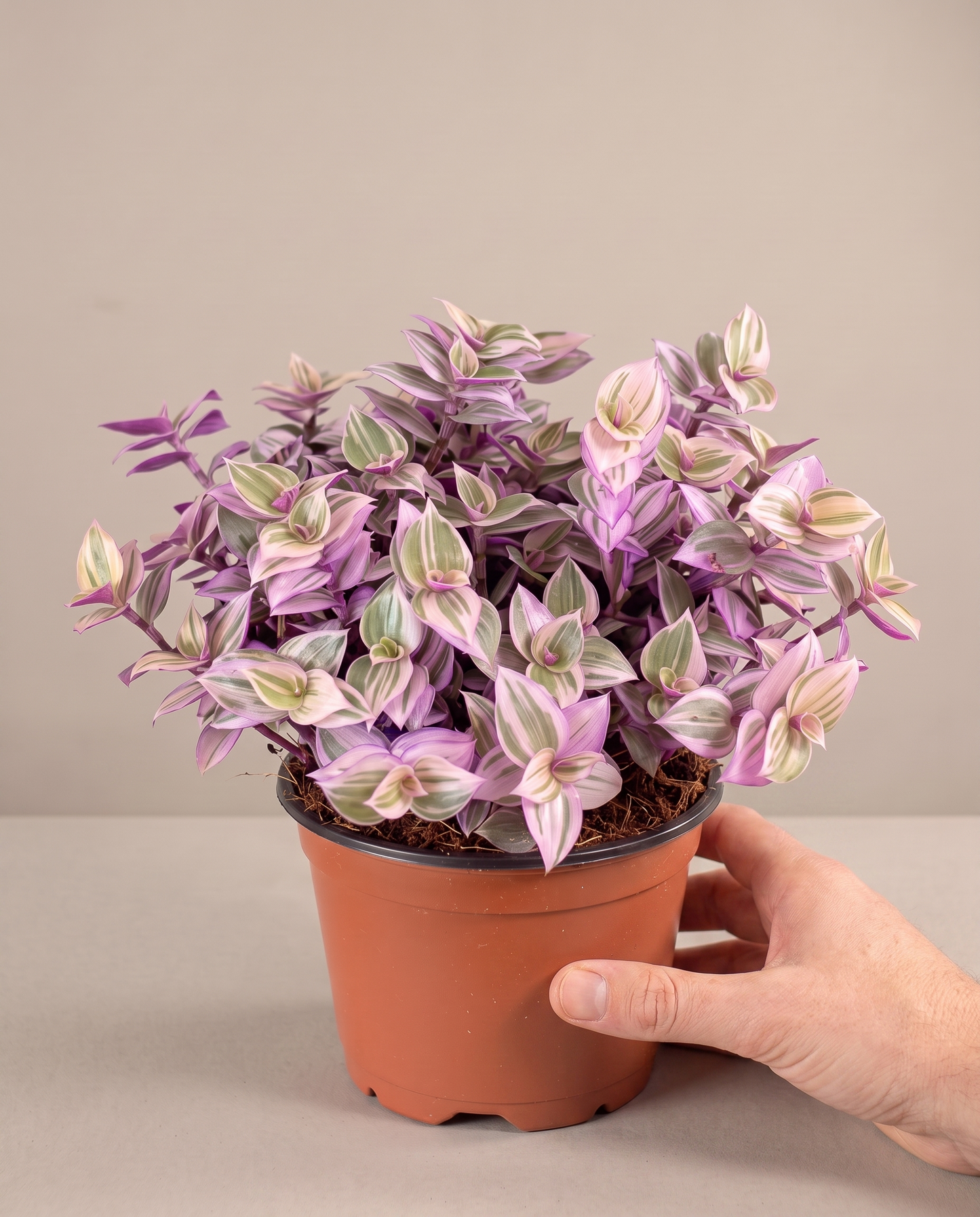 Hand beside a 3.5–4-inch Pink Panther in a grow pot