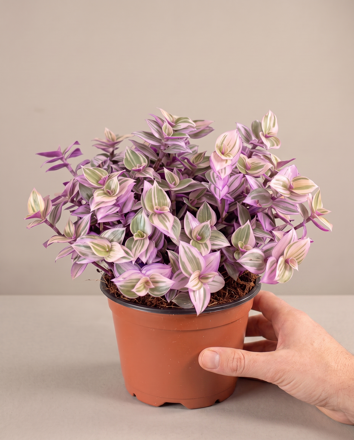 Hand beside a 3.5–4-inch Pink Panther in a grow pot