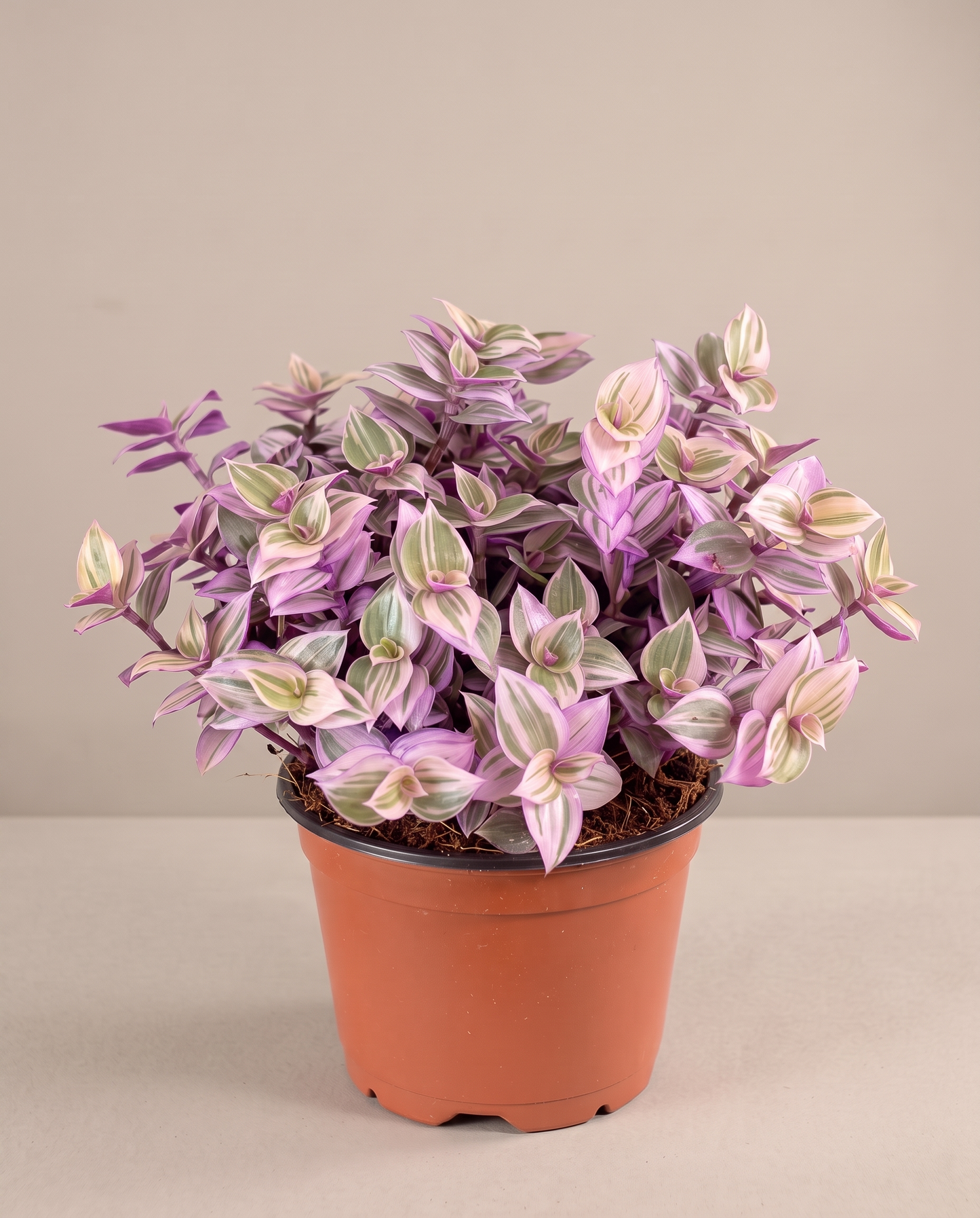 Pink Panther in a 3.5–4-inch grow pot, three-quarter studio