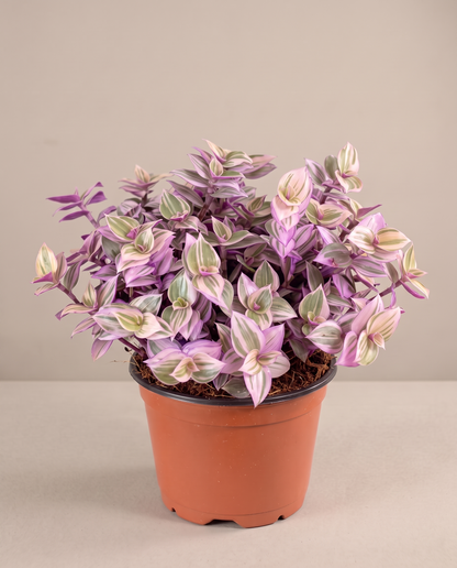 Pink Panther in a 3.5–4-inch grow pot, three-quarter studio