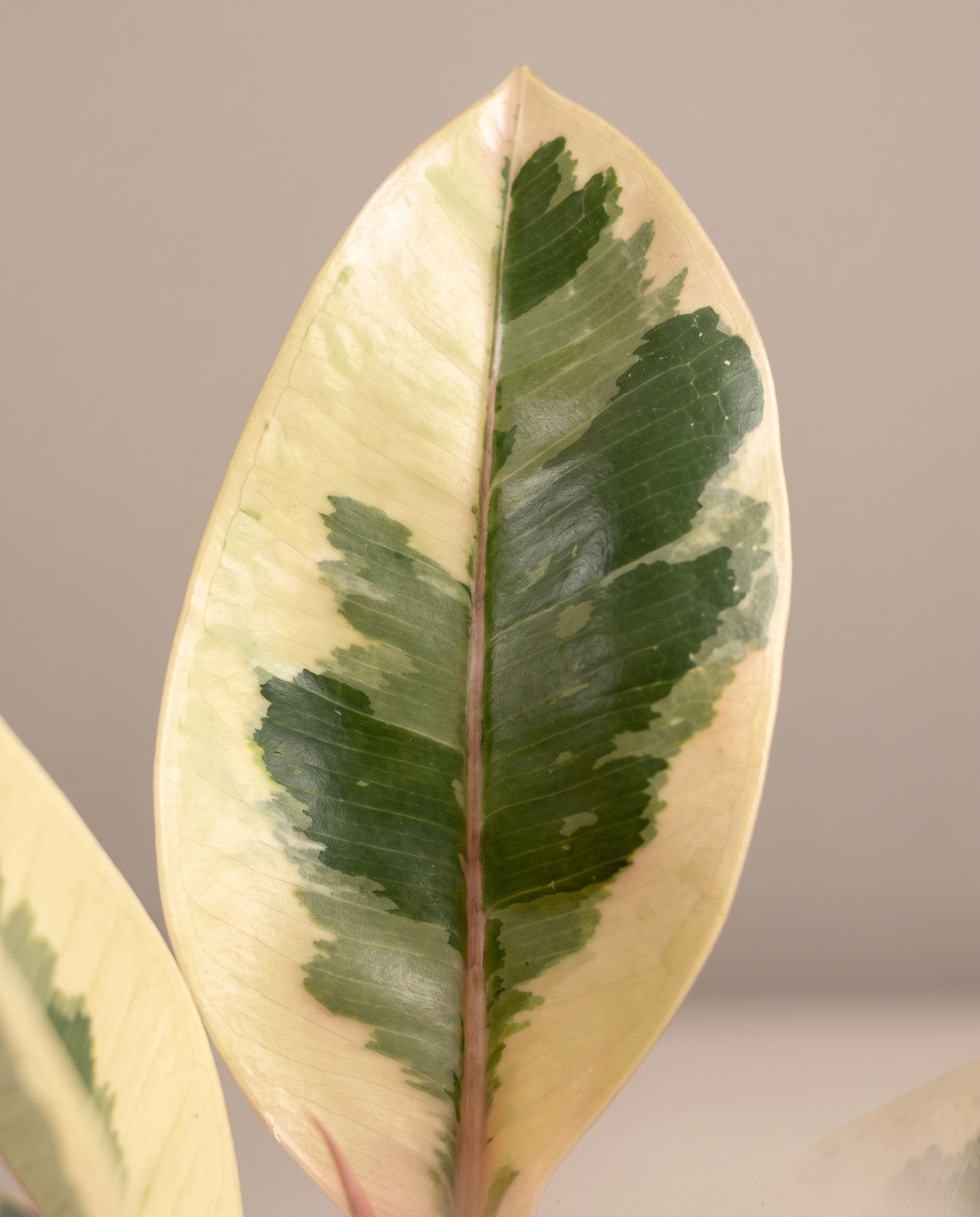 Variegated rubber cream-margin leaf close-up
