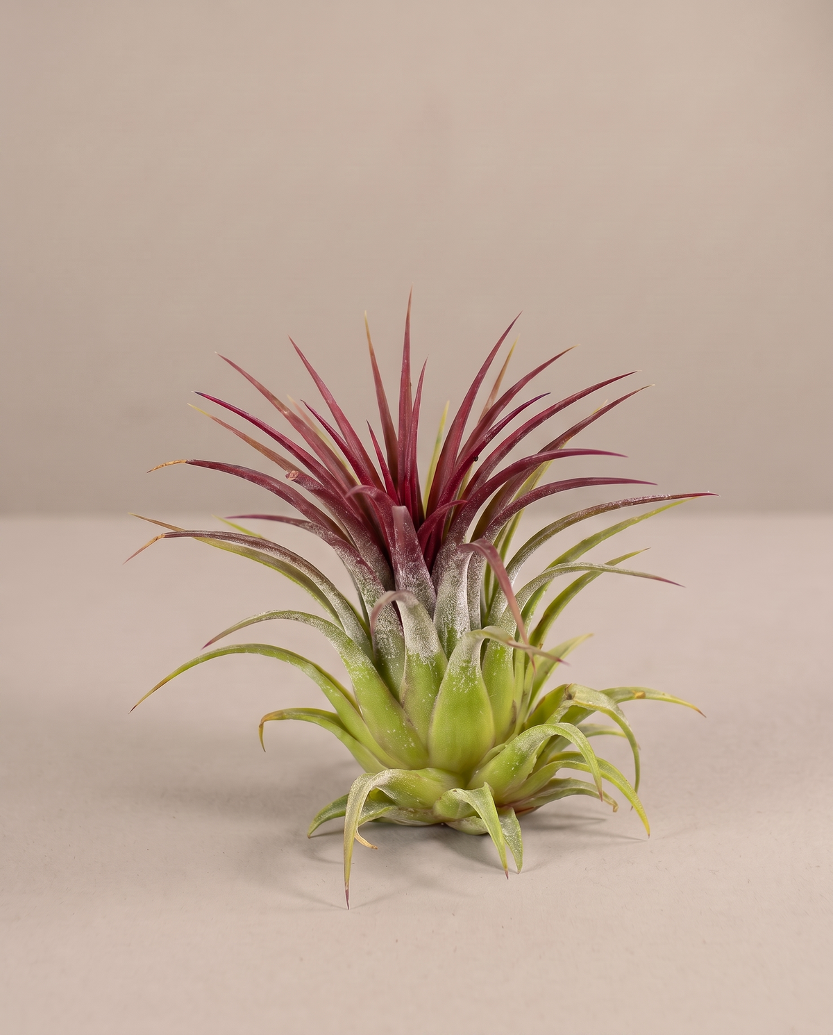 Tillandsia ionantha air plant, three-quarter studio, no pot