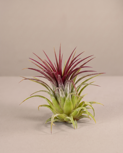 Tillandsia ionantha air plant, three-quarter studio, no pot
