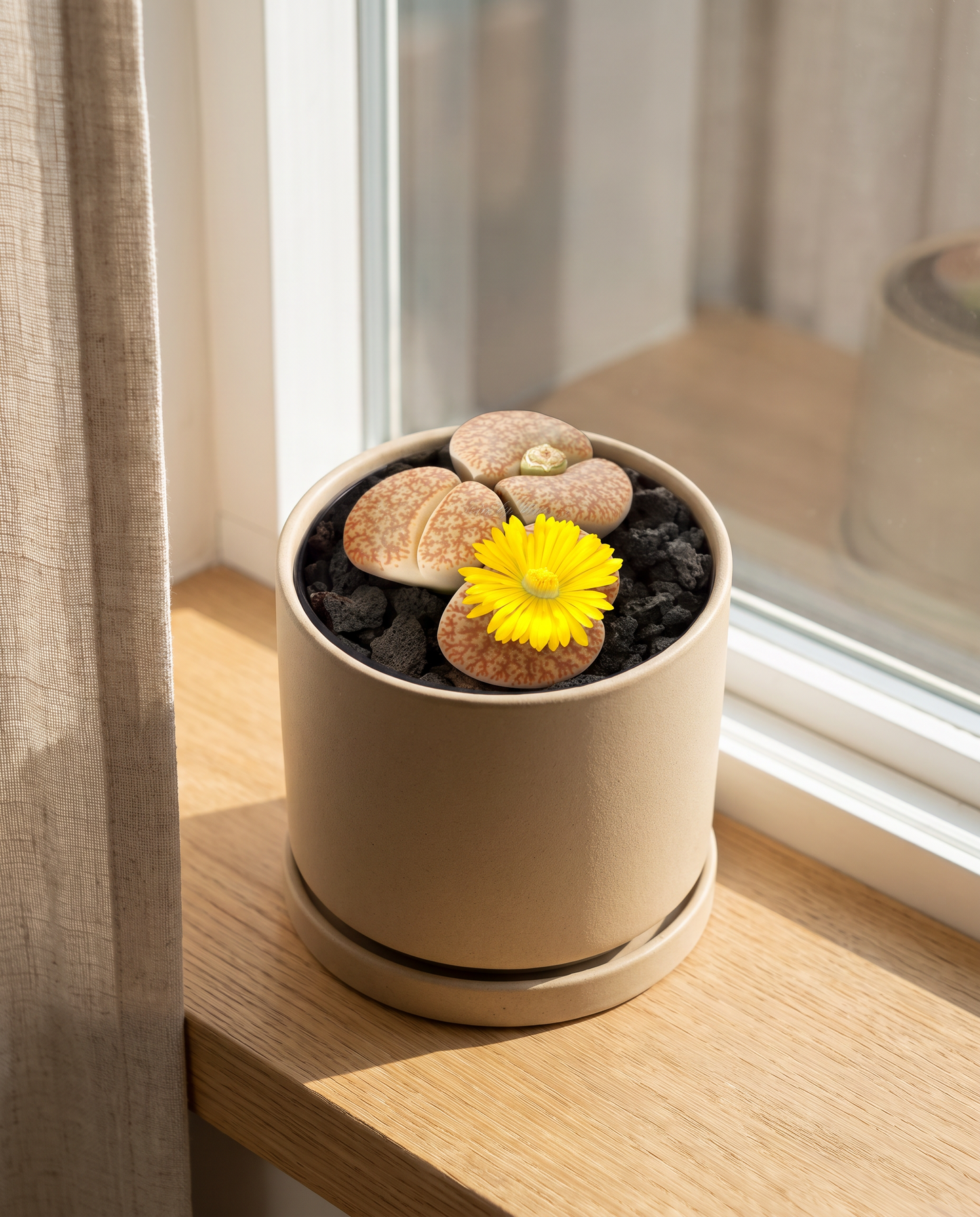 Lithops in a sand ceramic on an oak windowsill
