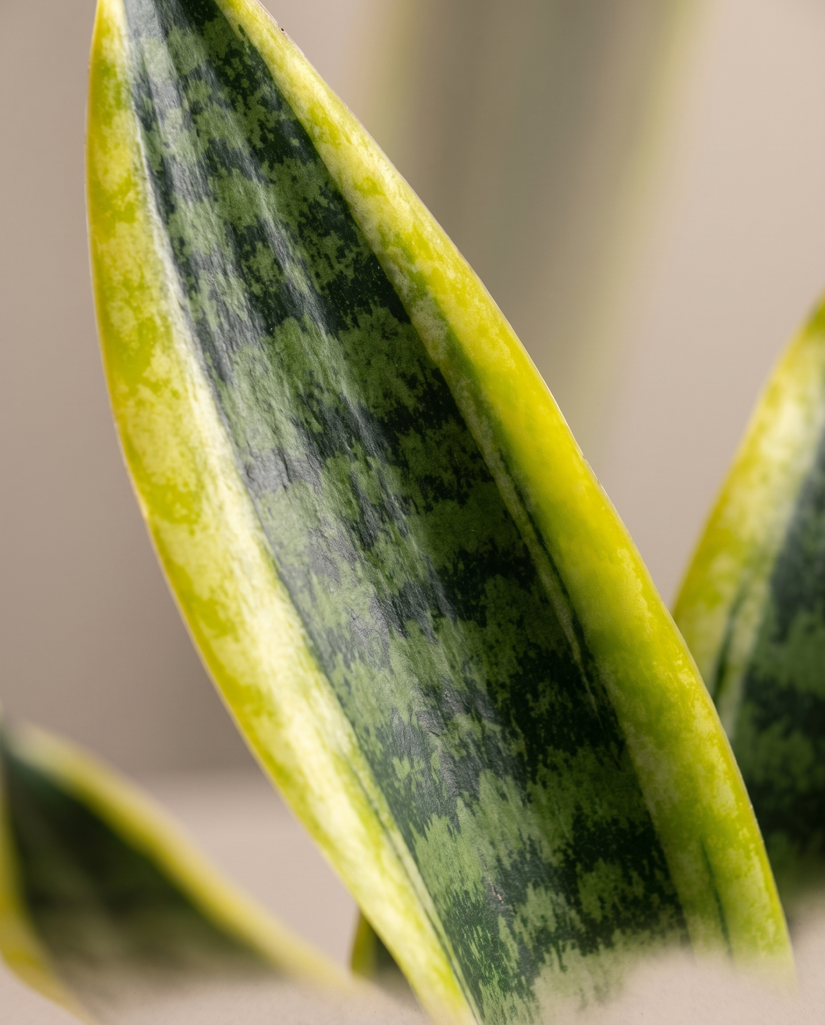 Sansevieria Sensa yellow-margin leaf close-up
