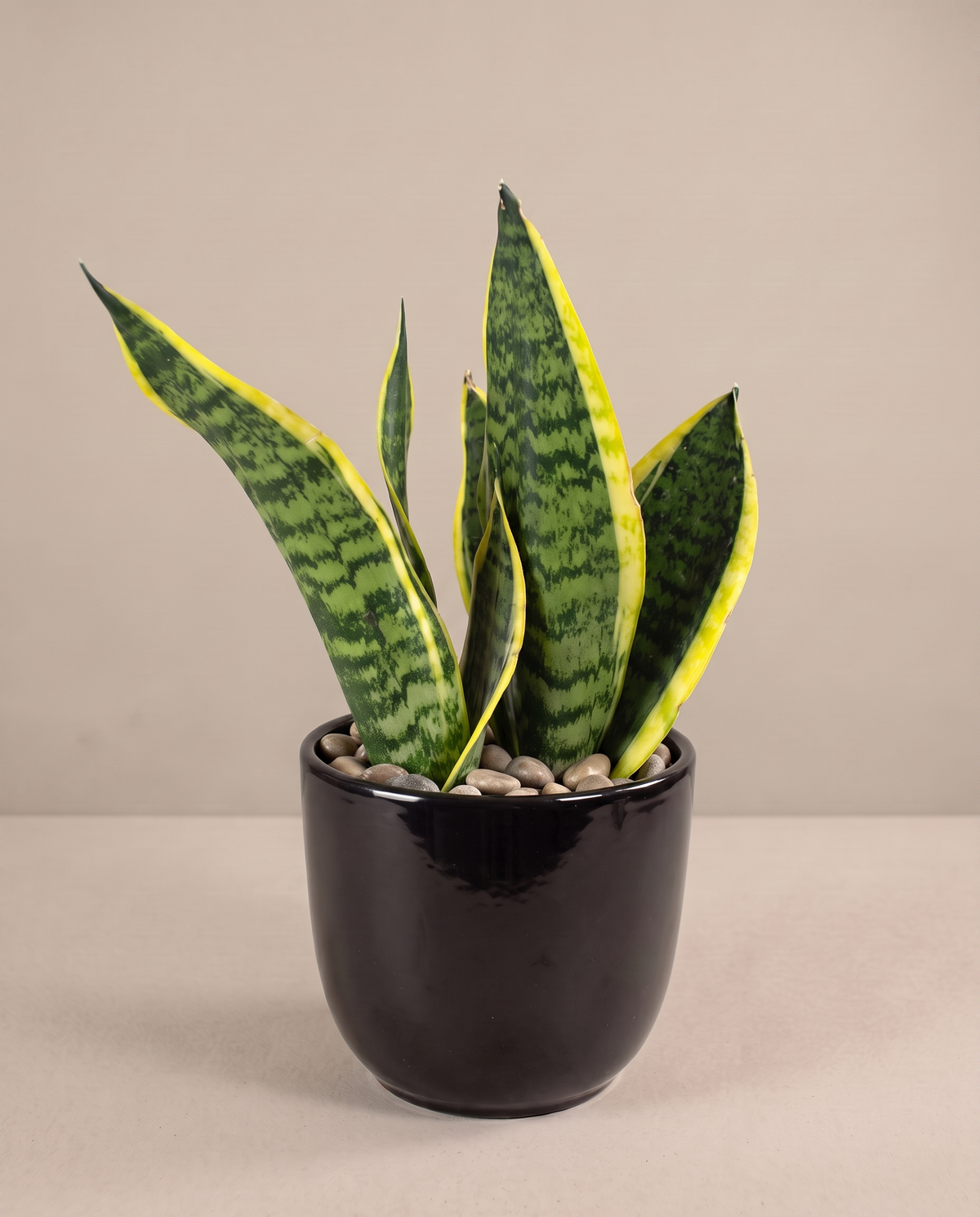 Sansevieria Sensa in black ceramic, three-quarter studio on greige