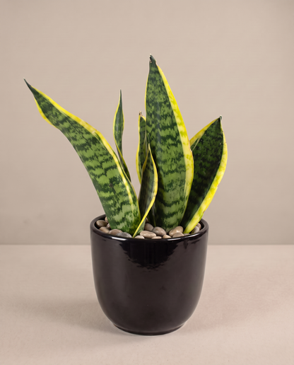 Sansevieria Sensa in black ceramic, three-quarter studio on greige