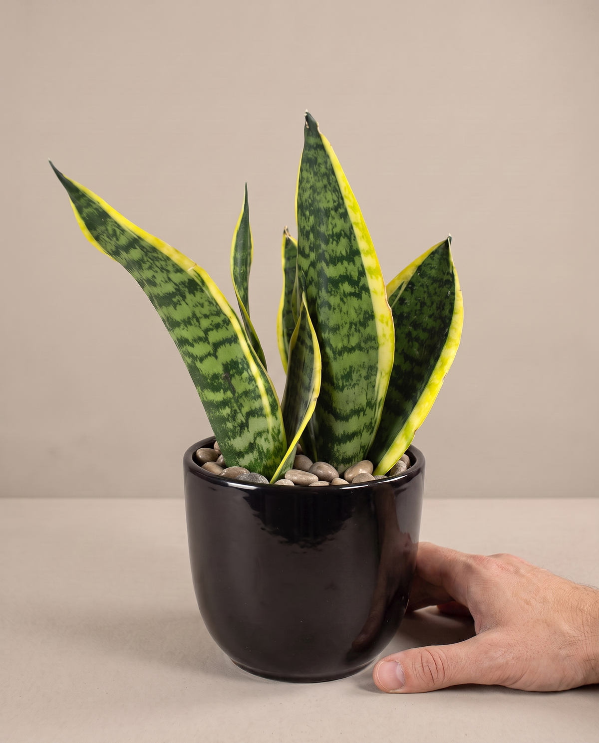 Hand beside Sansevieria Sensa in included black ceramic
