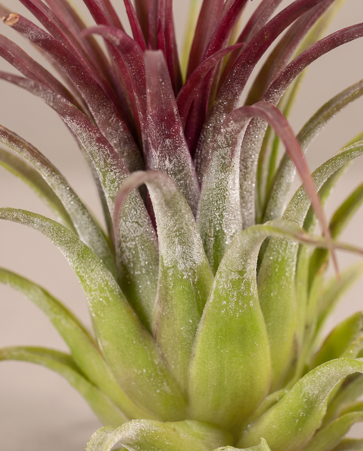 Tillandsia ionantha trichomes and blushing leaves, close-up