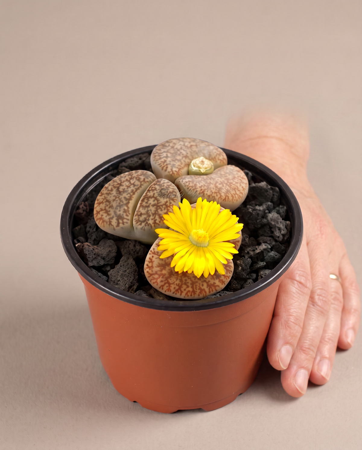 Hand beside a 3.5–4-inch Lithops in a grow pot